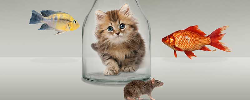 梦见老鼠和猫在一起什么意思 梦见老鼠和猫在一起好不好