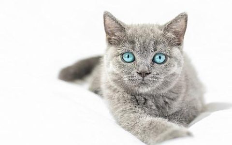梦见被猫咬是什么意思 梦见被猫咬是什么征兆