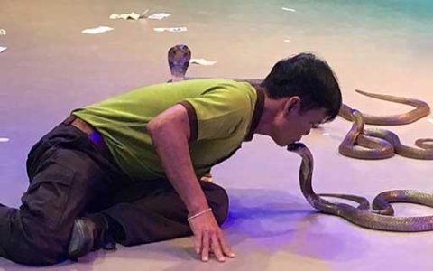 男人梦到大蛇缠身有什么预兆 男人梦到大蛇缠身什么意思