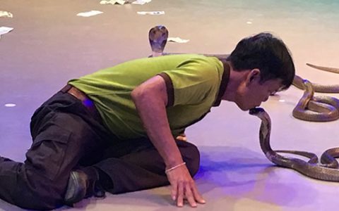 男人梦到好多蛇周公解梦 男人梦到好多蛇有什么预兆