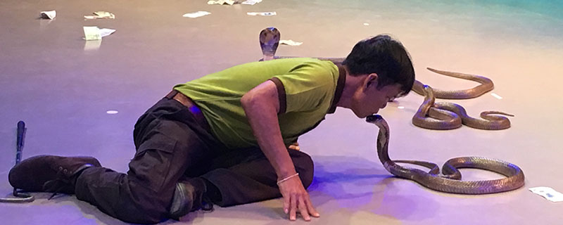 男人梦到好多蛇周公解梦 男人梦到好多蛇有什么预兆