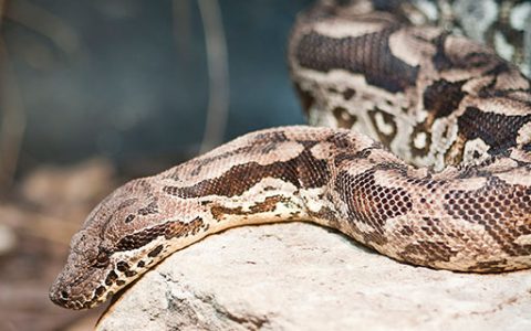 男人梦见把蛇打死什么意思 男人梦见把蛇打死有什么预兆