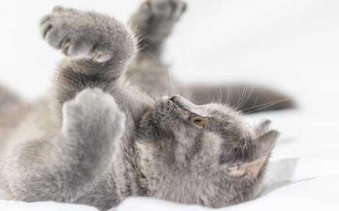 女人梦到被猫抓伤手有什么预兆 女人梦到被猫抓伤手好不好