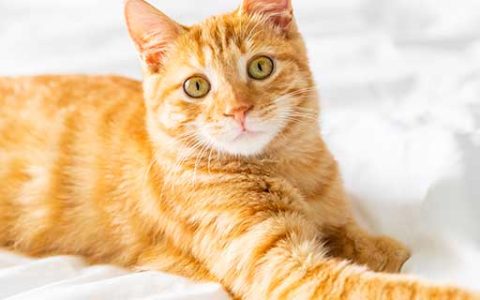 女人梦见被猫咬手什么意思 女人梦见被猫咬手有什么征兆