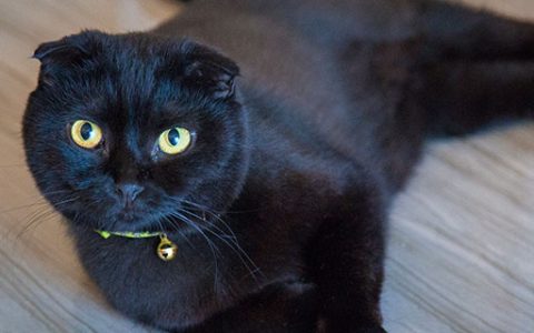 男人梦见黑猫有什么预兆 男人梦见黑猫好不好