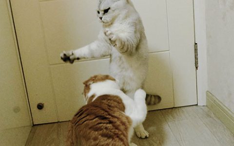 男人梦见猫打架什么意思 男人梦见猫打架好不好