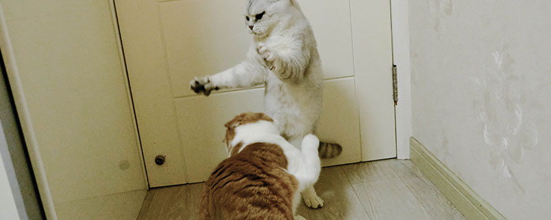男人梦见猫打架什么意思 男人梦见猫打架好不好