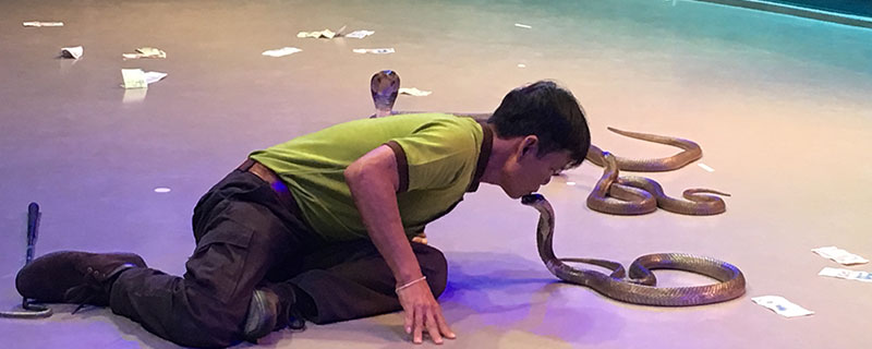 男人梦见被蛇舔自己的胳膊什么意思 男人梦见被蛇舔自己的胳膊有什么征兆