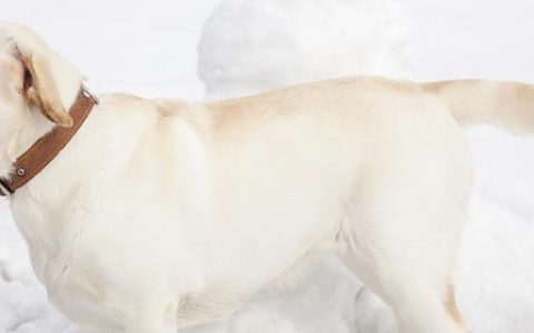 梦见狗怀孕了表示什么 梦见狗怀孕了代表什么预兆