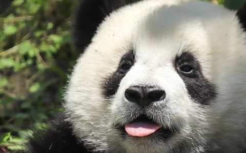 梦见熊猫预示什么 梦见熊猫意味着什么