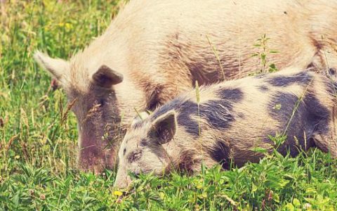 梦见杀猪预示什么 梦到杀猪的梦境解析