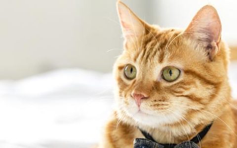 梦见猫拉屎在床上是什么意思 梦见猫拉屎在床上代表什么预兆