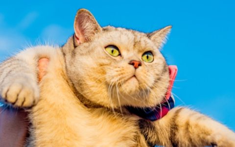 梦中发现抱着猫回家代表什么 梦见抱着猫回家代表什么预兆