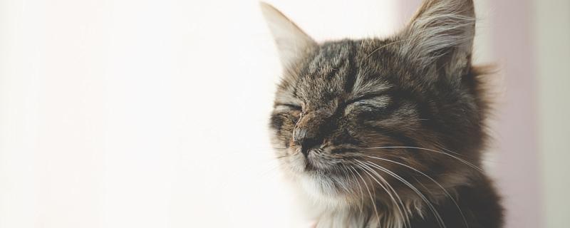 梦见妈妈杀了一只猫是什么意思 梦见妈妈杀了一只猫代表什么预兆