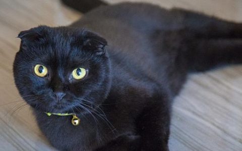 梦见黑猫是什么意思 梦见黑猫有什么寓意