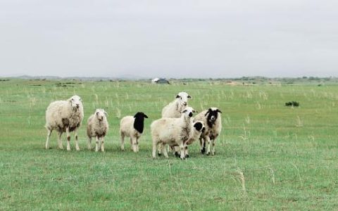 梦见小羊羔在喝奶是什么意思 梦见小羊羔在喝奶预示着什么
