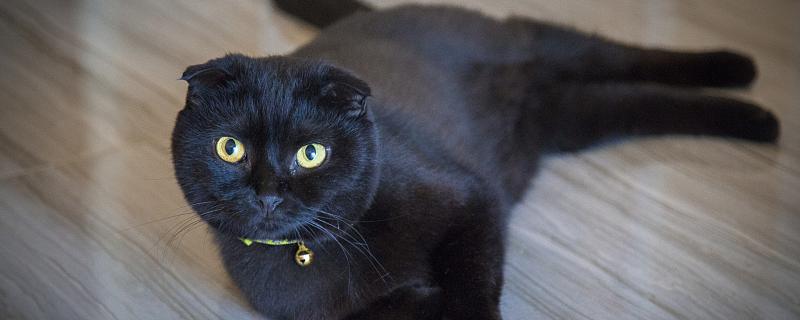 梦到黑猫什么意思 梦到黑猫是什么预兆