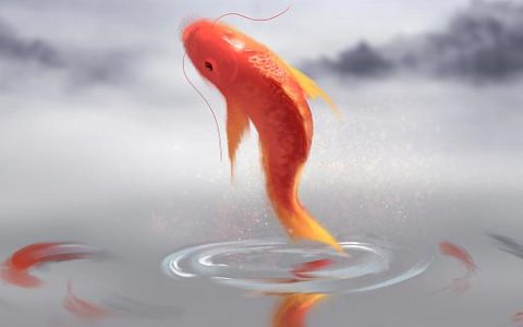 梦见鲤鱼是什么意思 梦见鲤鱼预示着什么
