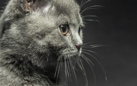 梦到猫和老鼠什么意思 梦到猫和老鼠是什么预兆