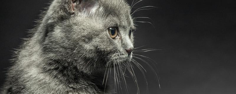 梦到猫和老鼠什么意思 梦到猫和老鼠是什么预兆