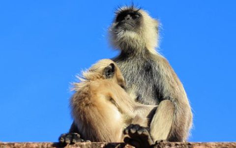 梦到白猴子是什么意思 梦到白猴子预示着什么