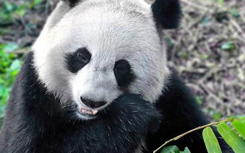 梦见熊猫是好是坏 梦见熊猫意味着什么