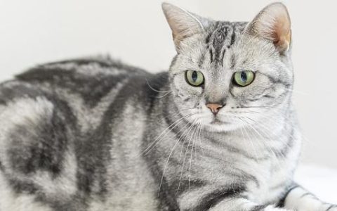梦见猫往身上扑什么意思 梦见猫往身上扑代表什么预兆
