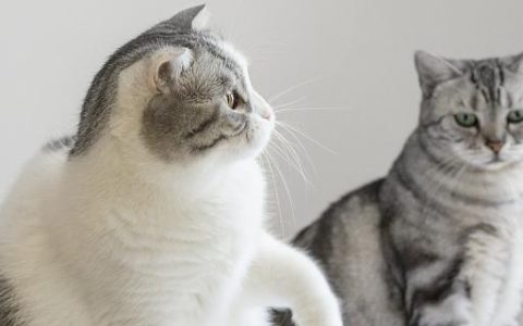 梦见两只猫是什么意思 梦见两只猫有什么寓意
