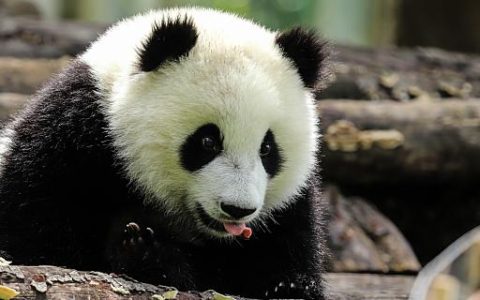 梦到熊猫预示着什么 梦到熊猫意味着什么