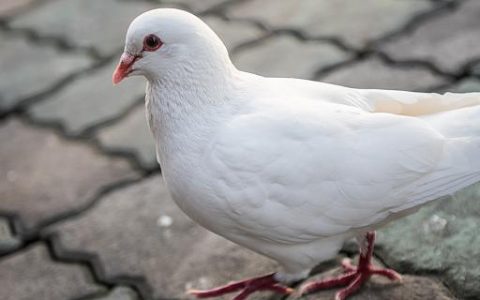 梦见鸽子是什么意思 梦见鸽子预示什么