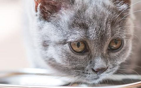 梦见猫狗捉老鼠是什么意思 梦见猫狗捉老鼠意味着什么