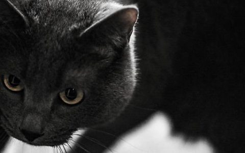 女人梦见黑猫咬我是什么意思 女人梦见黑猫咬我是什么预兆