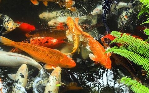 梦见大鲤鱼是什么意思 梦见大鲤鱼有啥征兆
