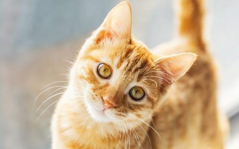 梦见猫生小猫是什么意思 梦见猫生小猫代表什么预兆