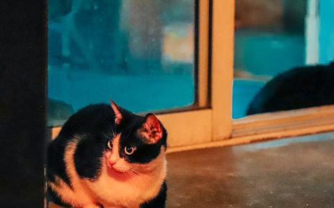梦见猫两个头是什么意思 梦见猫两个头是什么情况