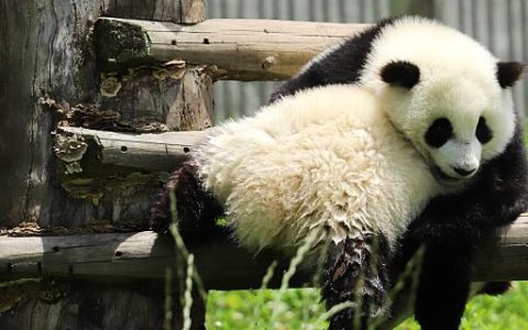男子梦到熊猫寓意着什么 男子梦到熊猫寓意好不好