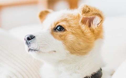 梦到被狗咬屁股什么意思 梦到被狗咬屁股到底好不好