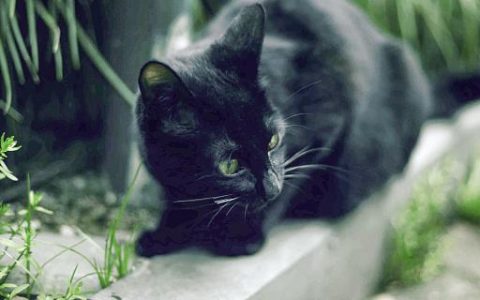 梦到黑猫有什么预兆 梦到黑猫意味着什么