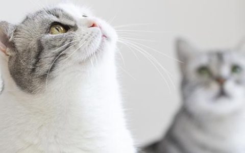 梦见猫玩在一起 梦见猫玩在一起代表了什么