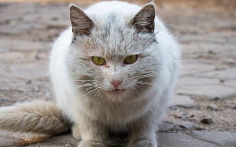 梦到猫扑过来什么意思 梦到猫扑过来到底好不好