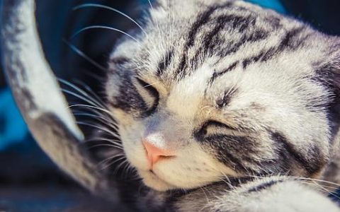 梦到猫快死了什么意思 梦见猫快死了代表什么预兆