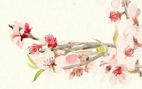 屋内的财位那里摆什么好 绿植招财吉祥最佳