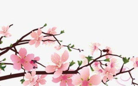 家中财位适合摆放什么植物 常绿植物招财富有生气