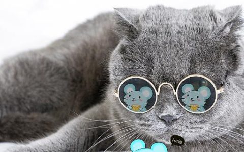 梦见被猫咬预示着什么 梦见被猫咬是什么意思