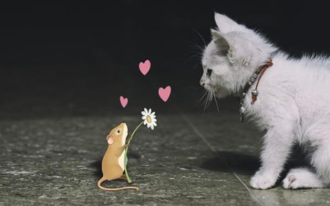 梦到养猫什么意思 梦见养猫是什么预兆解梦