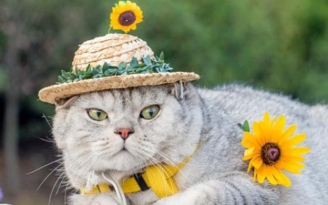 女人梦见猫是什么预兆 女人梦见猫是什么意思