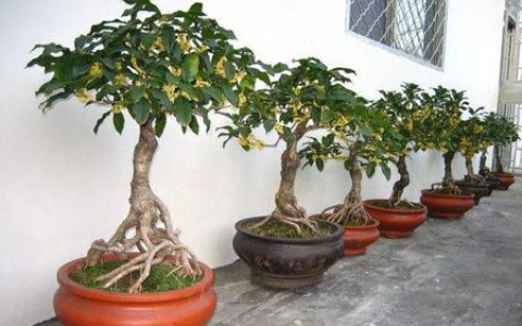 院子里种桂花树的风水禁忌