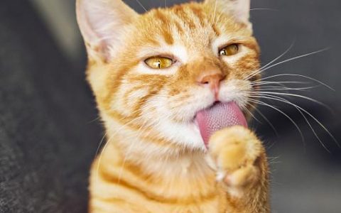 做梦猫吃老鼠什么意思 做梦猫吃老鼠预示着什么