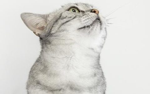 梦见养猫预示什么 梦见养猫意味着什么