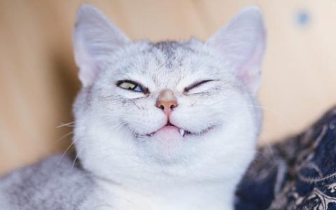 男人做梦梦到猫是什么意思 男人做梦梦到猫是什么征兆